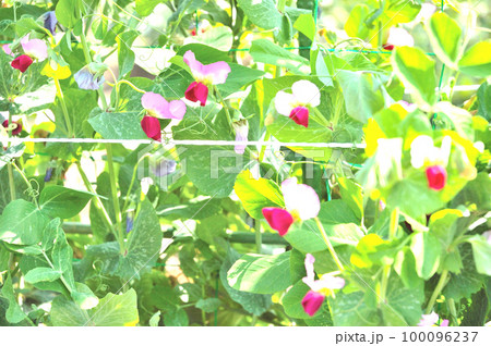 エンドウ豆の花 100096237