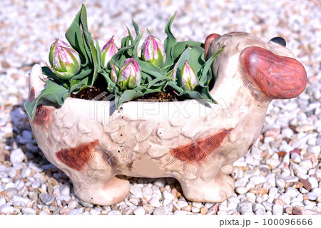 チューリップ 100096666