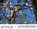 桜の花とメジロ 100096986