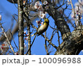 桜の花とメジロ 100096988