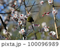 桜の花とメジロ 100096989