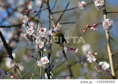 桜の花とメジロ 100096989