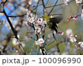 桜の花とメジロ 100096990