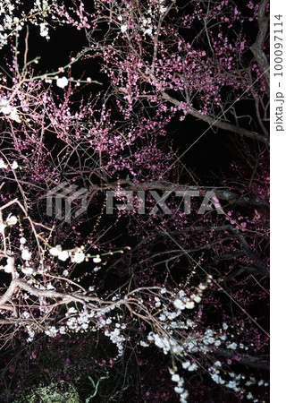 紅白の梅の花 100097114