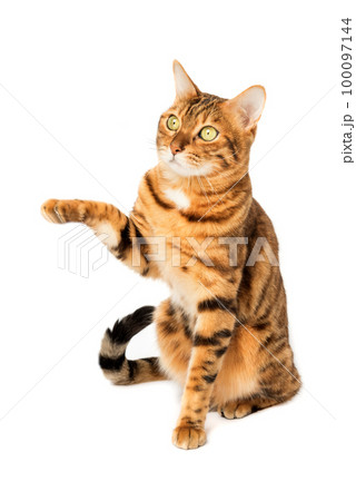 Bengal cat with a raised paw on a white background. 100097144