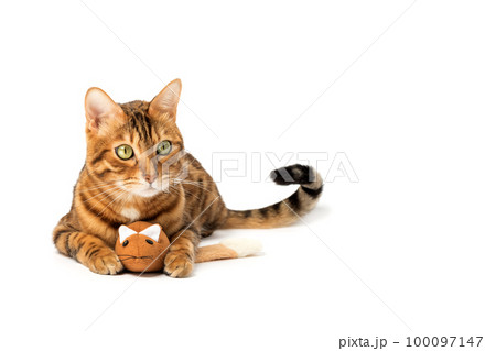 Bengal domestic cat playing with a plush mouse on a white background Bengal domestic cat playing with a plush mouse on a white background 100097147