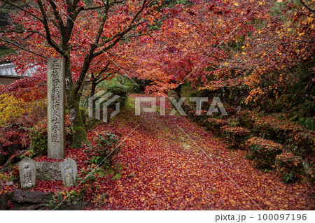 苗秀寺の紅葉 100097196