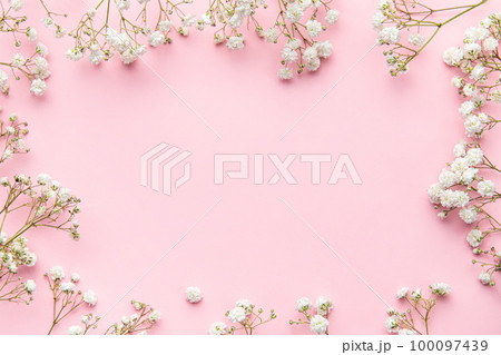 White gypsophila flowers or baby's breath flowers  on pink  background. 100097439
