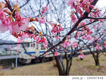 北郷駅の寒桜 北郷駅の寒桜 100097648