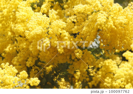 蔵前神社に咲くミモザの花（アカシア科） 100097762