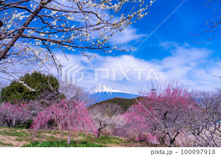 【富士山素材】早春の富士山と梅の花【静岡県】 100097918