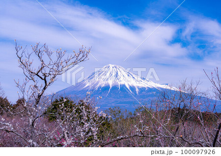 【富士山素材】早春の富士山と梅の花【静岡県】 100097926