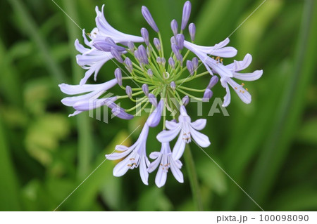 アガパンサスの花 100098090