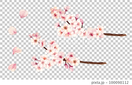 手繪水彩櫻花樹枝插畫 100098112