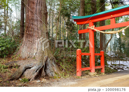 中尊寺鎮守白山神社　門杉　岩手県 100098176