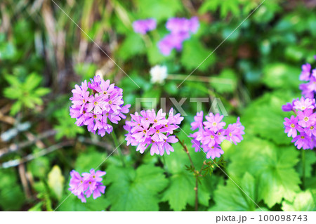 満開のオオサクラソウ 満開のオオサクラソウ 100098743