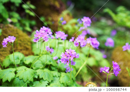 満開のオオサクラソウ 満開のオオサクラソウ 100098744