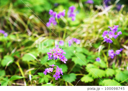 満開のオオサクラソウ 満開のオオサクラソウ 100098745