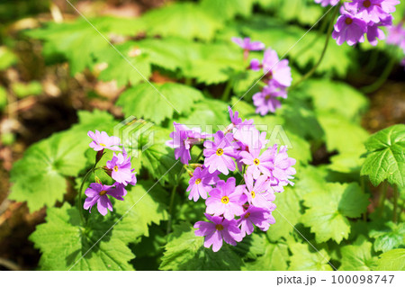 満開のオオサクラソウ 100098747