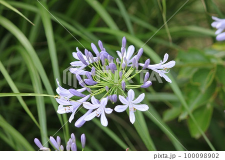 アガパンサスの花 アガパンサスの花 100098902