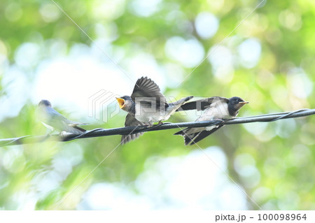 ツバメの子 親鳥を待つ ツバメの子 親鳥を待つ 100098964