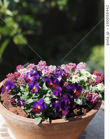 春の鉢植えビオラとアリッサム 100099442