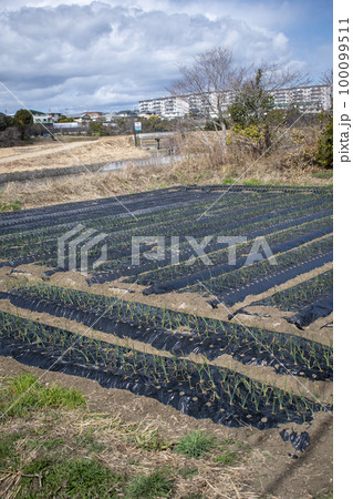 マルチング農法 100099511