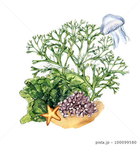 Composition of green sea plants watercolor illustration isolated on white. 100099580