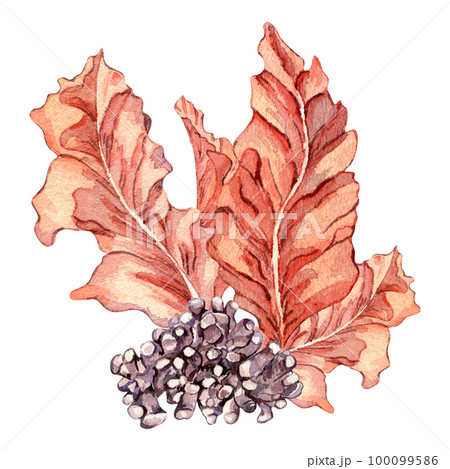 Composition of pink sea plants watercolor illustration isolated on white. 100099586