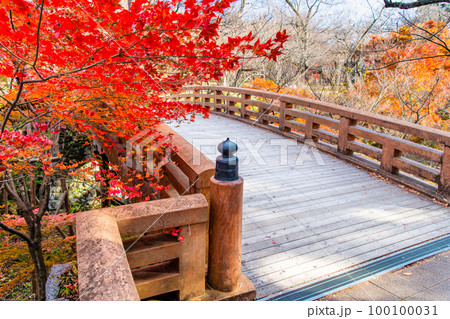 長野 高遠城址公園 ~紅葉に染まる桜雲橋~ 長野 高遠城址公園 ~紅葉に染まる桜雲橋~ 100100031