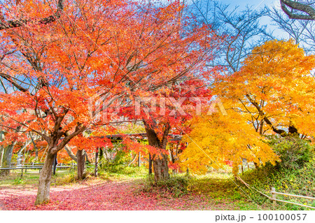 長野 高遠城址公園　～紅葉に染まる本丸跡～ 100100057