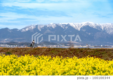滋賀県守山市のなぎさ公園に広がる菜の花畑と雪の残る比良山 100100344