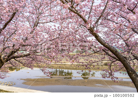 乙川沿いに咲く河津桜（岡崎市） 100100502