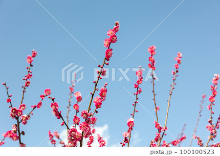 秋間梅林の紅梅と青空 群馬県安中市 秋間梅林の紅梅と青空 群馬県安中市 100100523