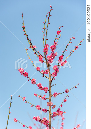 秋間梅林の紅梅と青空 群馬県安中市 秋間梅林の紅梅と青空 群馬県安中市 100100525