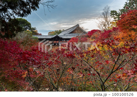 東福寺の紅葉 東福寺の紅葉 100100526