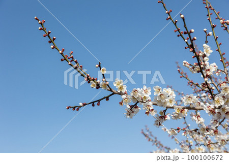 秋間梅林の白梅と青空 群馬県安中市 秋間梅林の白梅と青空 群馬県安中市 100100672