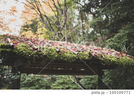 天授庵の紅葉 100100771