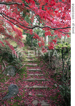 栄摂院の紅葉 栄摂院の紅葉 100100958