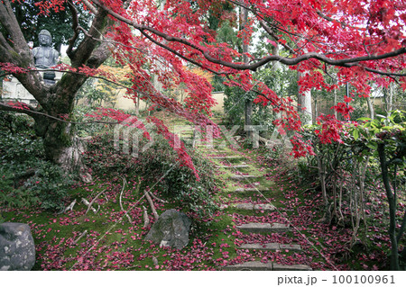 栄摂院の紅葉 栄摂院の紅葉 100100961