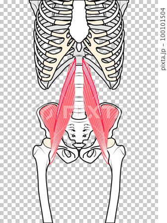 腰大肌、腰大肌、髂肌 100101504