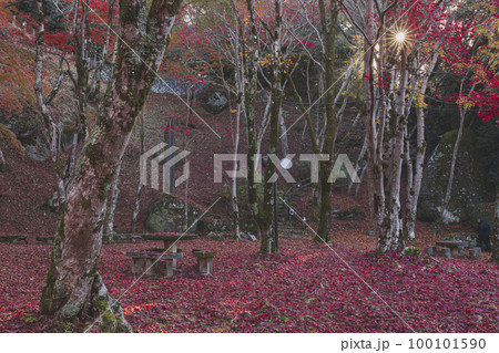 笠置山自然公園の紅葉 100101590