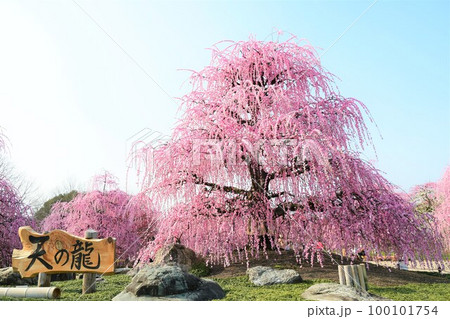 満開のしだれ梅(鈴鹿の森庭園) 満開のしだれ梅(鈴鹿の森庭園) 100101754