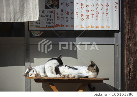 浄瑠璃寺の猫 浄瑠璃寺の猫 100101890