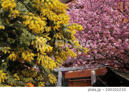 蔵前神社に咲くミモザの花と河津桜 100102210