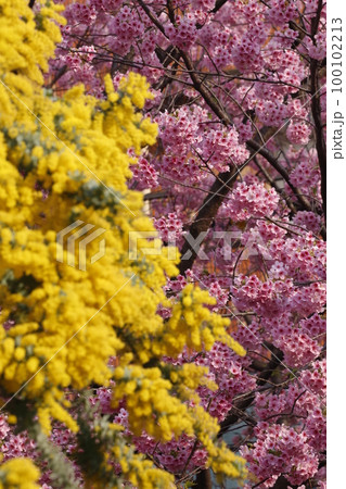 蔵前神社に咲くミモザの花と河津桜 100102213