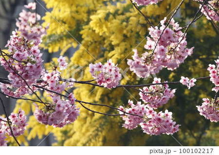蔵前神社に咲くミモザの花と河津桜 蔵前神社に咲くミモザの花と河津桜 100102217