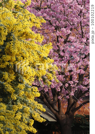 蔵前神社に咲くミモザの花と河津桜 100102219