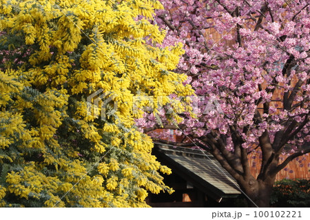 蔵前神社に咲くミモザの花と河津桜 100102221