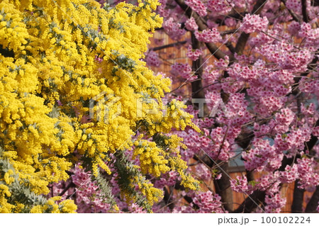 蔵前神社に咲くミモザの花と河津桜 100102224